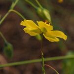 Tuberaria lignosa Blüte