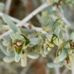 Nucularia perrinii Hoja