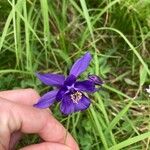 Aquilegia einseleana फूल