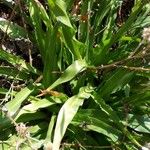 Scilla hyacinthoides Leaf