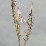 Dichanthium aristatum ᱵᱟᱦᱟ