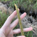 Setaria sphacelata Lorea