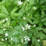 Saxifraga rotundifolia花