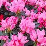 Rhododendron indicum Flower