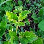 Boerhavia coccinea Flor