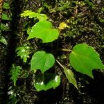 Begonia glabra Levél