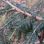 Picea abies Лист