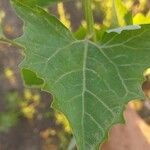 Atriplex sagittata Blad