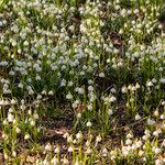 Leucojum vernum Yeri