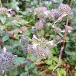 Clinopodium vulgareBlüte