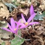 Colchicum multiflorumKvět