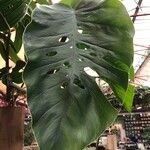 Monstera dubia Ліст