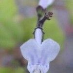 Plectranthus ernstii