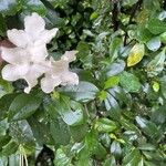 Brunfelsia americana Floro
