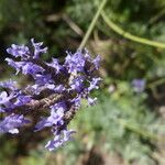 Lavandula minutolii Цвят