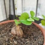 Dioscorea elephantipes Fuelha