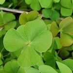 Marsilea quadrifolia Leaf