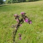 Cirsium palustre Blodyn