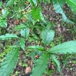 Psychotria carthagenensis Hoja