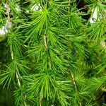 Larix kaempferi पत्ता