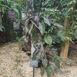 Philodendron erubescens Folha