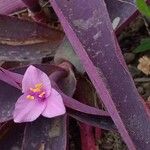 Tradescantia pallidaFlor