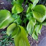 Hosta plantagineaFuelha