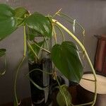 Philodendron hederaceum Leaf