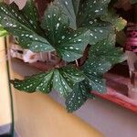 Begonia aconitifolia List