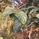 Bixa orellana Leaf