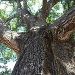 Sterculia murex Bark