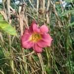 Hemerocallis minorFloare