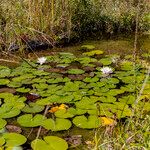 Nymphaea alba Blomst