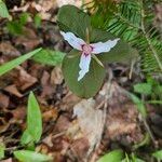 Trillium undulatum 花