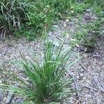 Libertia chilensis Habit