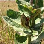 Asclepias latifolia ᱛᱟᱦᱮᱸ