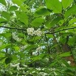 Prunus serotina Λουλούδι