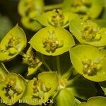 Euphorbia seguieriana Fruto