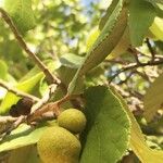 Grewia hexamita Fruit