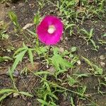 Callirhoe digitata Кветка