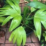 Livistona chinensis Folha