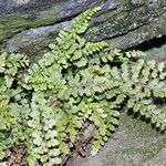 Asplenium foreziense Costuma