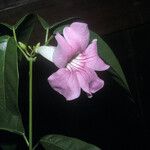 Cydista aequinoctialis Цвят