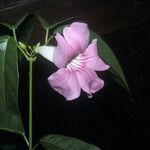 Cydista aequinoctialis Flower