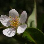 Prunus rufa Flower