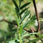 Vicia monantha Levél