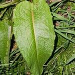 Rumex × acutus Leaf