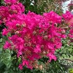 Lagerstroemia indicaЦветок