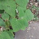 Salvia dorisiana Leaf