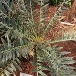 Encephalartos horridus Folha